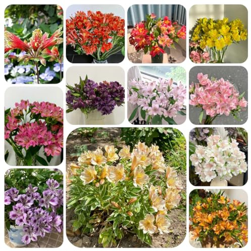 semi di alstroemeria - interno campo balcone giardino rocciose resistenti 100pcs