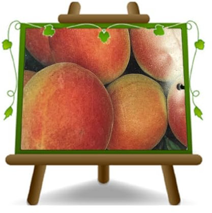 EURO PLANTS VIVAI Albicocco Varietà Cafona - Pianta da Frutto in Vaso ø 22~24 cm - Altezza 180-200 cm - Età 4 Anni