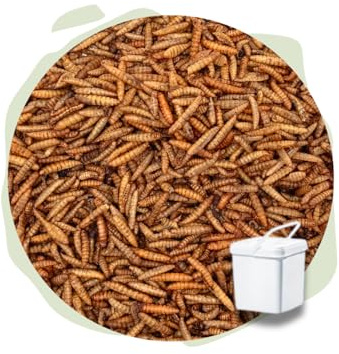 Warnick´s Tierfutterservice Naturhäppchen Soldatenfliegenlarven, Soldatenlarven - 5000 ml in Eimer - Naturfutter für Terrarientiere, Teichfische, Vögel und Hunde