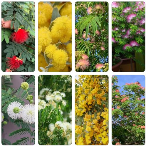 seta scalatrici di crescita rapida primavera semi perenni tagliati letto elevato giardino semi scalatrici con, 800pcs