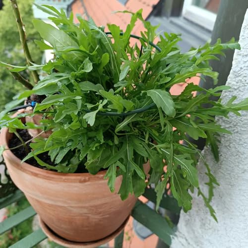 semi di rucola resistenti - rucola, rare di rucola perenni biologici, resistenti, rampicanti 300pcs