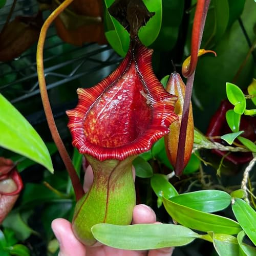 Semi di Nepenthes, Nepenthes mirabilis, da balcone, semi rustici carnivora carnivora, Le da giardino sono resistenti 500pcs