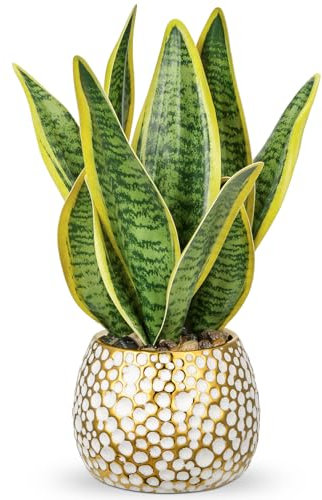 Planta artificial Sansevieria de 31 cm en maceta de cerámica dorada, pequeña planta de interior, plantas artificiales de serpiente artificiales, como auténticas, perfectas para baño, dormitorio,