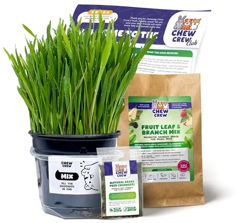 1 Fresh Mix Grass for Rabbits, Guinea Pigs, Chinchillas, Hamsters, Gerbils – Natural Hay Alternative – Live Treat & Boredom Buster – UK Grown by Chew Crew