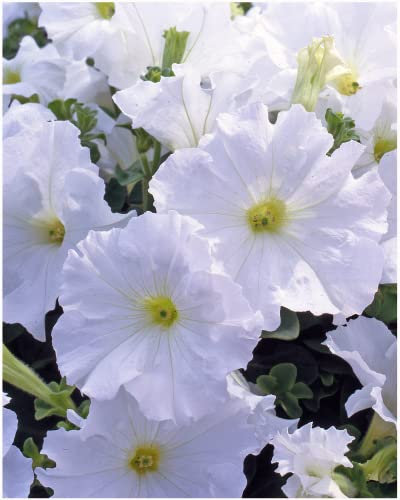 Garden Ready Petunia Surfinia White Flowers – Delivered in 3 x 9cm Recyclable Pots. They are Not Seeds Or Fake. These are Real, Living, British Grown, Young Plants That Will Produce Scented Blooms