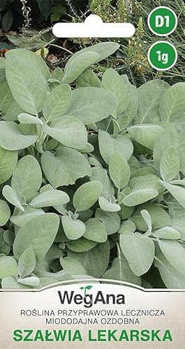 WegAna Sauge graines 1g, graines d'herbes aromatiques légumes graines de culture graines pour serre jardin herbes aromatiques jardin balcon cuisine