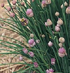 Chives Staro Allium schoenoprasum 1,000 Seeds