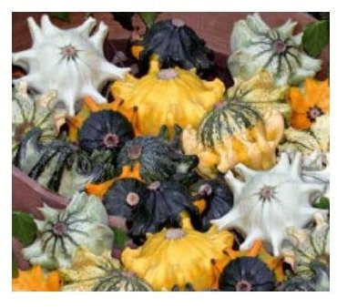 Pcs - 25x Courge Décorative Shenot Crown Of Thorns Légumes Plantes - Graines K510 - Seeds & Plants Shop by Ipsa