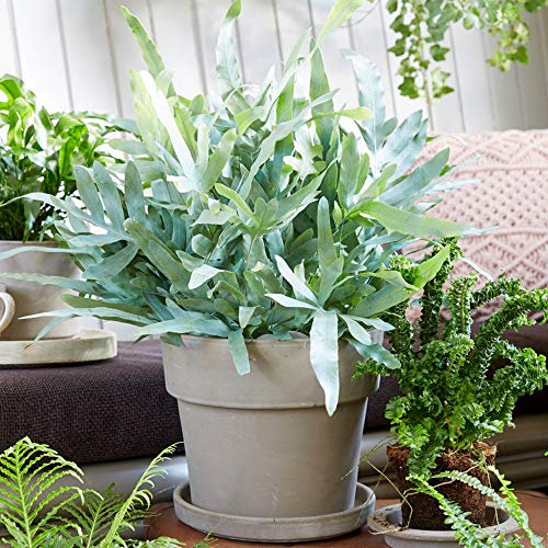 Potted Phlebodium Blue Star | Best Indoor Plants | Evergreen 25-35cm Potted Fern