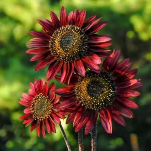 semillas de girasol perennes resistentes - exóticas jardín 700pcs