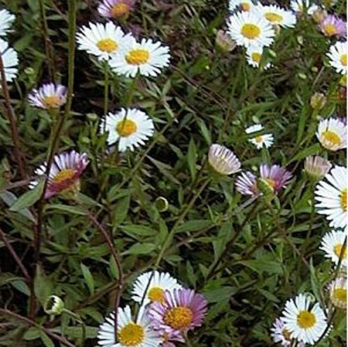 6 x Vergerette de Karvinsky - Erigeron Karvinskianus - Godet 9x9cm - Fleurs blanches, couvre-sol, soleil
