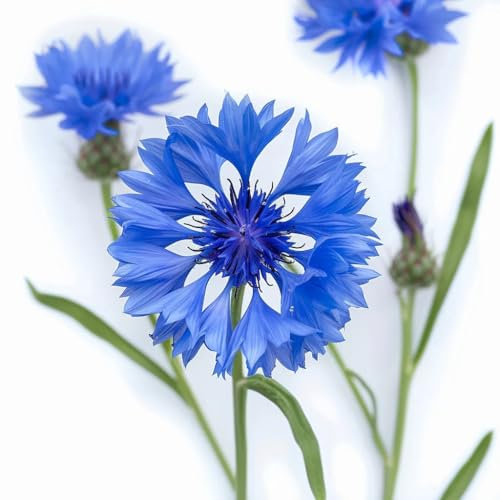 100 Graines de Bleuet - SemiSauvage Permaculture