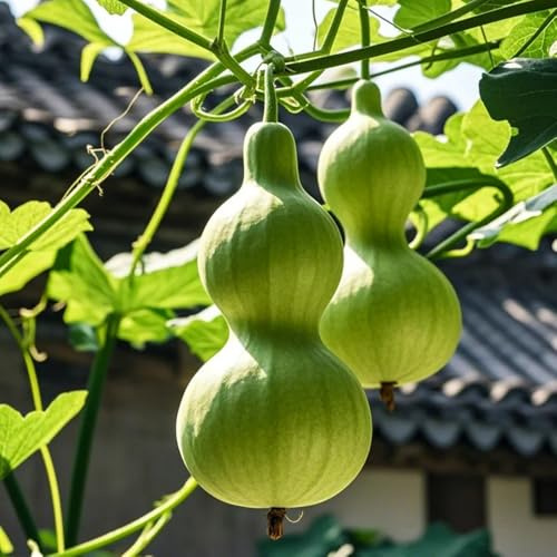 semillas de calabaza de botella - jardín rocas cocina resistentes interior 150pcs