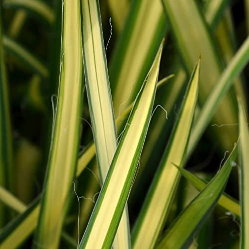 Pianta vera di Yucca filamentosa Golden Sword - Diametro Vaso Ø 18 cm