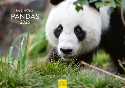Edition Seidel Calendario Premium Fascination Pandas 2026, formato DIN A4, calendario de pared, calendario de animales, panda, oso panda, mamífero, bosque de bambú