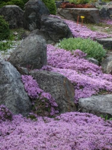 250 semi - Timo serpilloThymus serpyllum