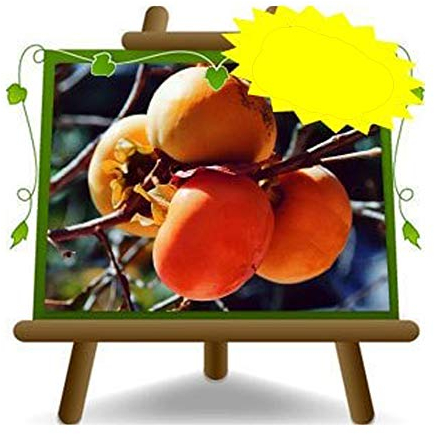 EURO PLANTS VIVAI Kaki chocolat - Plante fruitière vieux sur pot 24/26 cm. - *hauteur maximale 180 cm. - 4 ans