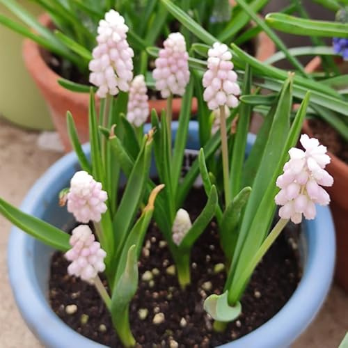 10bulbi di giacinto, giardino giacinti, decorazione soggiorno, primaverili estate di selvatici, mini