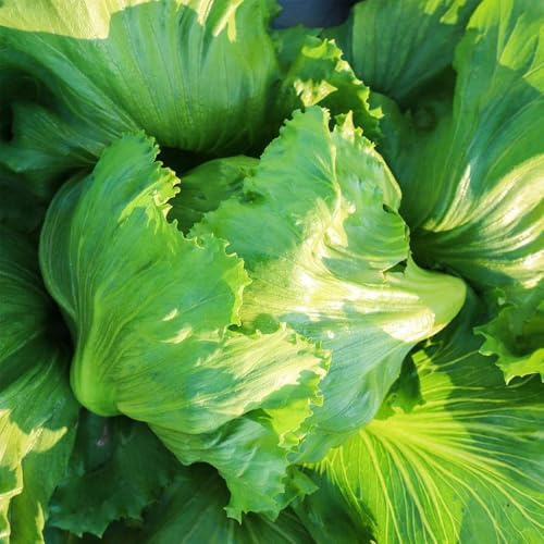 semillas de lechuga iceberg resistentes en frescas de lechuga iceberg de balcón de invernadero de invierno, 1500pcs