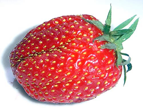 500 semi rossi fragola (quattro stagioni) *** Original-Semi *** -Tedesco Seller-