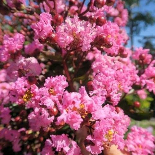 Lila des Indes Rouge - Lagerstroemia indica Pot 3 Litre +/- 40 cm