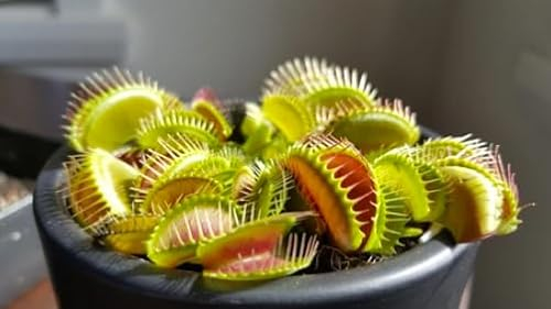 « Dionaea muscipula : Découvrez le Monde Intrigant des Plantes Carnivores pour Votre Maison, une Oasis Verte d'Émerveillement »