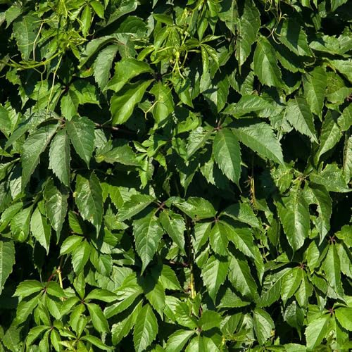 50 pcs wilder wein kletterpflanze samen - gartenblumen winterharte pflanzen (Parthenocissus tricuspidata) blumen balkon bonsai samen exotische pflanzen winterhart kletterpflanzen samen