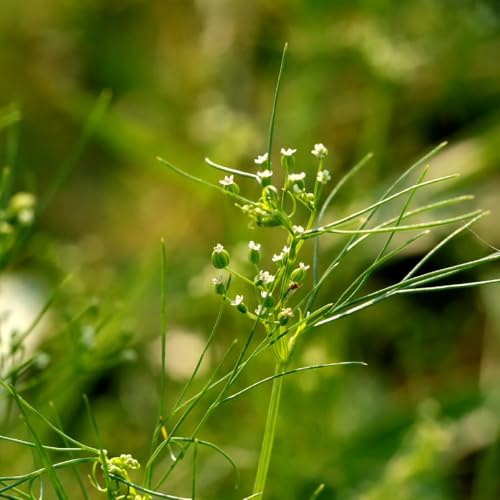Semi di cerfoglio, Chaerophyllum villosum, semi di medicinali resistenti perenni selvatiche da giardino roccioso rare verdi 800pcs