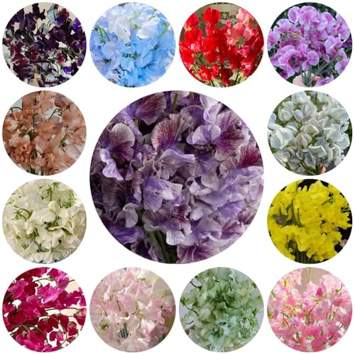 Semi di pisello odoroso, rampicante, piselli odorosi di rare, resistenti, per uso interno da balcone, 500pcs