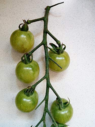 GRAINES TOMATE DOCTOR'S GREEN