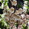 600 Stücke Affen Orchidee Samen, Affengesicht Orchidee Pflanze, Blumensamen Gastgeschenk, (Dracula Simia) Balkon Blumen, Balkonpflanzen Winterhart Deko Blumen, Seltene Pflanzen Winterharte