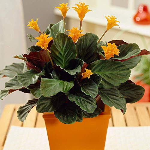 Calathea Crocata Houseplant - Vibrant 'Eternal Flame' Indoor Plant Potted 14cm
