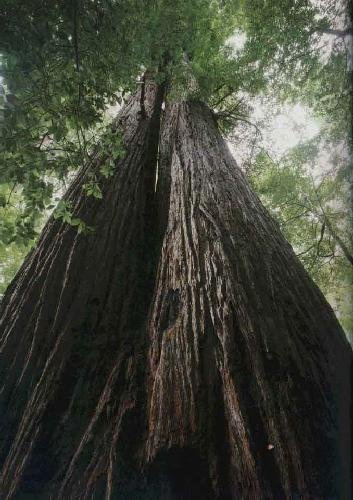 Seeds - Red Sequoia (Sequoia Sempervirens) - 50 Semi : Seeds Only