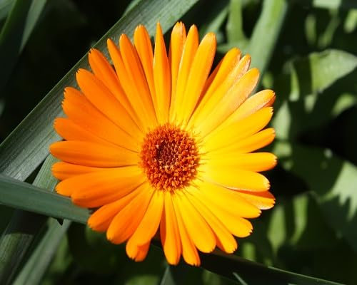100 graines de fleurs de calendula fraîches