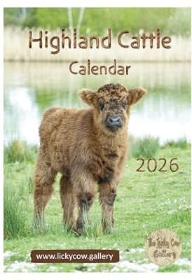 Highland Cattle Wall Calendar 2026 by photographer Toni Cross. A4 spiral bound with hanger.