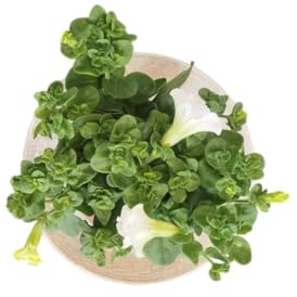 Petunia Blanca Natural DECOALIVE - Planta Resistente para Terraza y Balcón