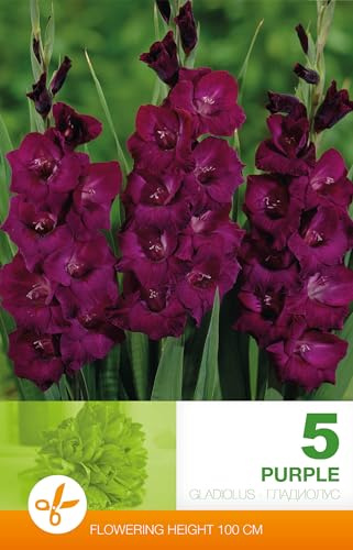 AGRONOM | GLADIOLOS - PURPLE | Bulbos de flores perennes | Flores violetas | Cultivadas en jardines de flores y céspedes floridos | 5 bulbos