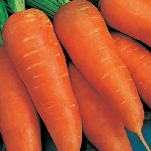 Chantenay Carrot Seeds – Red Cored - 1000 Seeds – Suitable for Indoor & Outdoor Planting in Pots or Soil in The Yard, Allotment or Garden – Packed in The UK by Meldon Seeds