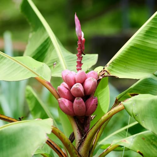 Semillas de plátano, platanero, balcón, Decoraciones jardín exteriores en el balcón Variedades antiguas interior 15pcs