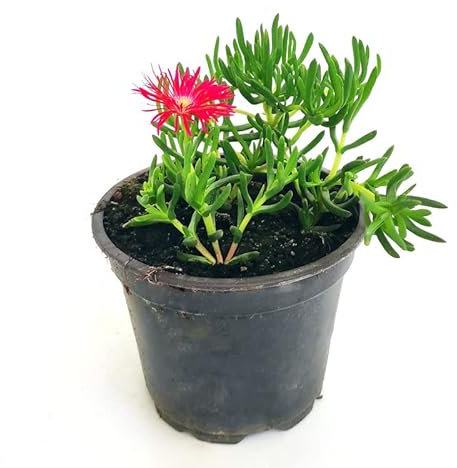 Mesen Natural Planta Conocida como Uña de Gato Suculenta de Exterior Resistente