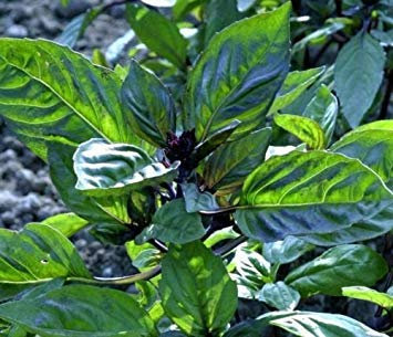 VISA STORE Cannelle basilic - saveur! 25 graines! Comb. S/H! Voir notre magasin!