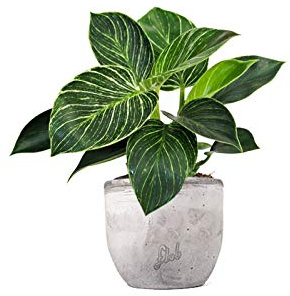 FLOB Filodendro Birkin Altezza 30 cm, Pianta Vera, Pianta da Interno, Vaso Artigianale in Cemento