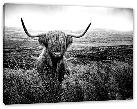 Pixxprint Highland Rind mit großen Hörnern Steppe, Monochrome, Größe: 100x70cm, Leinwandbild, fertig gespannt, Wandbild, Dekoration, Kunstdruck, kein Poster