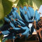 Genipap 25 piezas de semillas de plátano azul