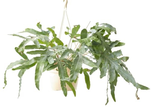verdecora Helecho Colgante variedades en Maceta Colgante Ø15cm | Planta Natural de Interior | Follaje Frondoso y Exuberante | Ideal para Decoración de Hogar y Oficina | 1 Unidad