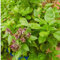 Semillas de albahaca verde (30 unidades) para cultivar