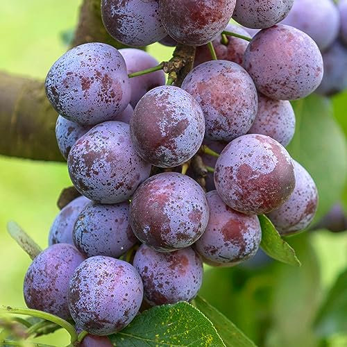 Plum Opal Tree - Small Patio Fruit Trees for The Garden UK Ready to Plant - Edible Fruit Plant Tree - Plum Trees for The Garden UK - 4-5ft