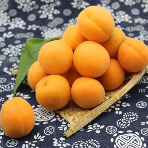 semillas de albaricoquero enano, resistentes la fresca al aire libre decorativas 8pcs