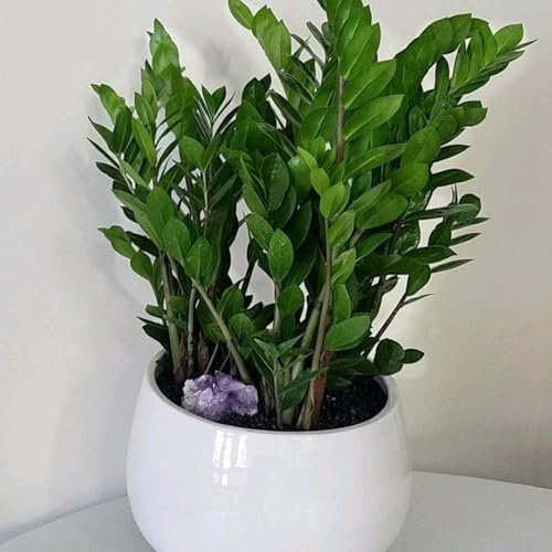 250 pcs glücksfeder kaufen samen - Zamioculcas zamiifolia - garten pflanzen, steingarten pflanzen glücksfeder zimmerpflanze bienenweide, topfpflanzen für draußen planzen, balkon pflanzen