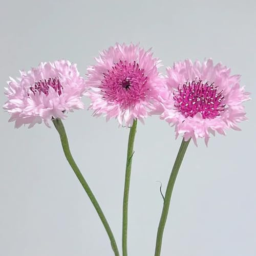 Semi di fiordaliso, semi di camp da giardino Centaurea ciano, 100pcs